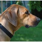 Rhodesian Ridgeback