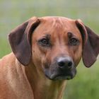 Rhodesian ridgeback "Badu"