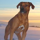 Rhodesian Ridgeback