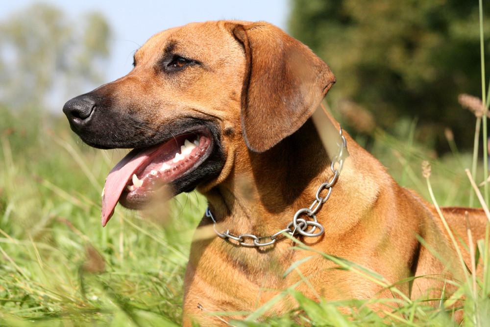 Rhodesian Ridgeback