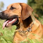 Rhodesian Ridgeback