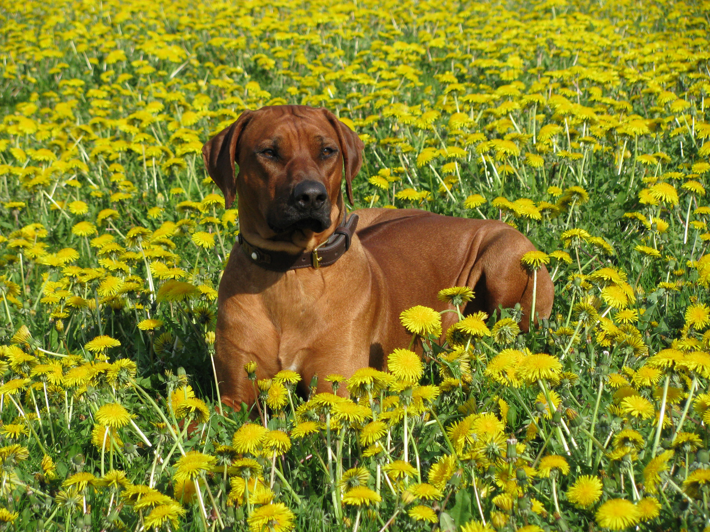 Rhodesian Ridgeback Carlotta