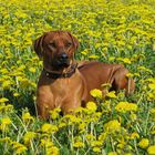 Rhodesian Ridgeback Carlotta