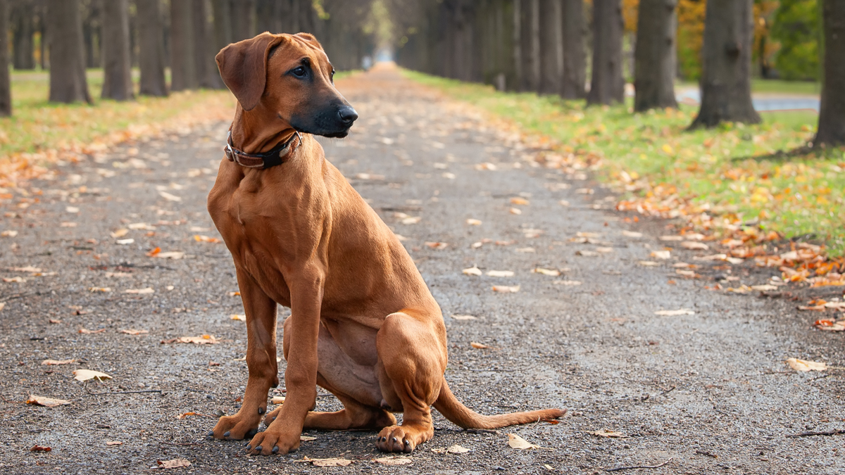 Rhodesian Ridgeback