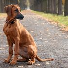 Rhodesian Ridgeback