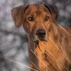 Rhodesian Ridgeback