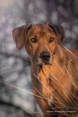 Rhodesian Ridgeback