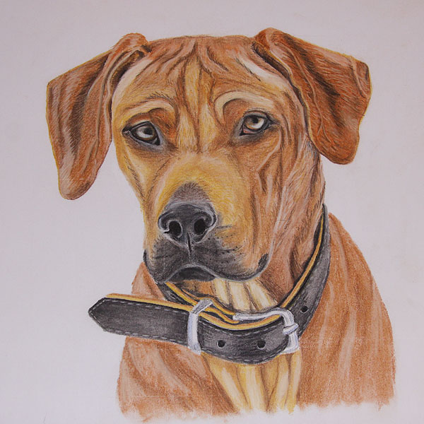 Rhodesian Ridgeback