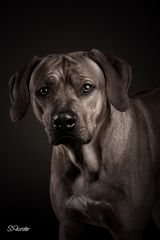 Rhodesian Ridgeback