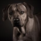 Rhodesian Ridgeback