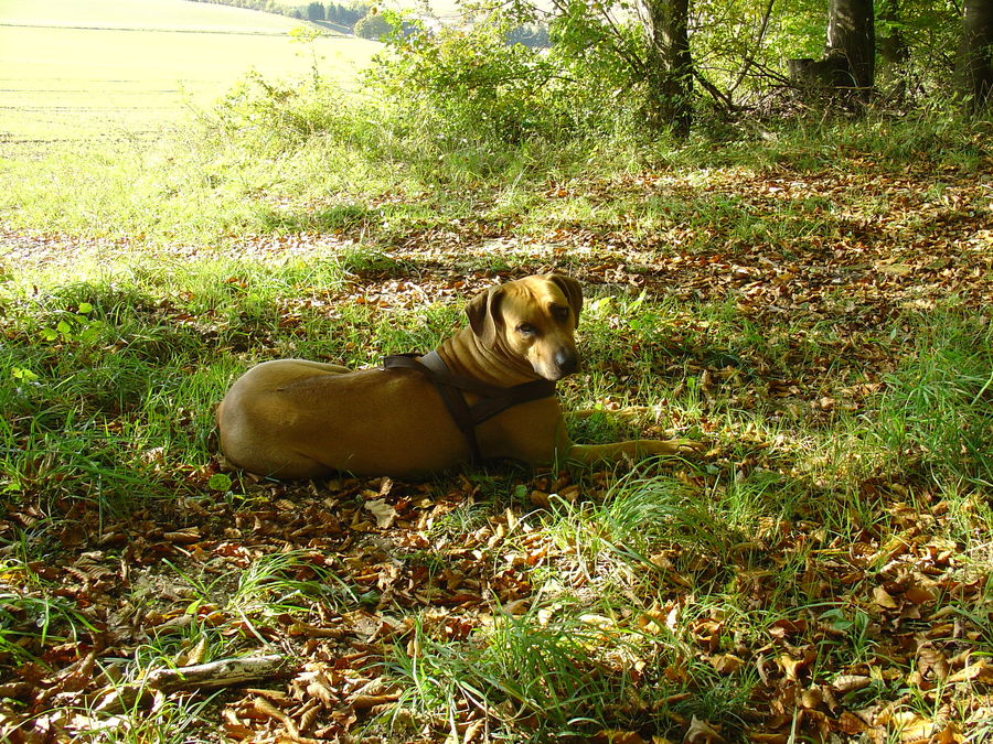 Rhodesian Ridgeback dem Herbstlaub angepasst...