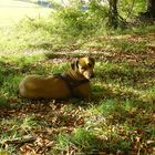 Rhodesian Ridgeback dem Herbstlaub angepasst...