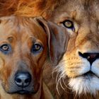 Rhodesian Ridgeback der Hund mit dem Tropfen Löwenblut