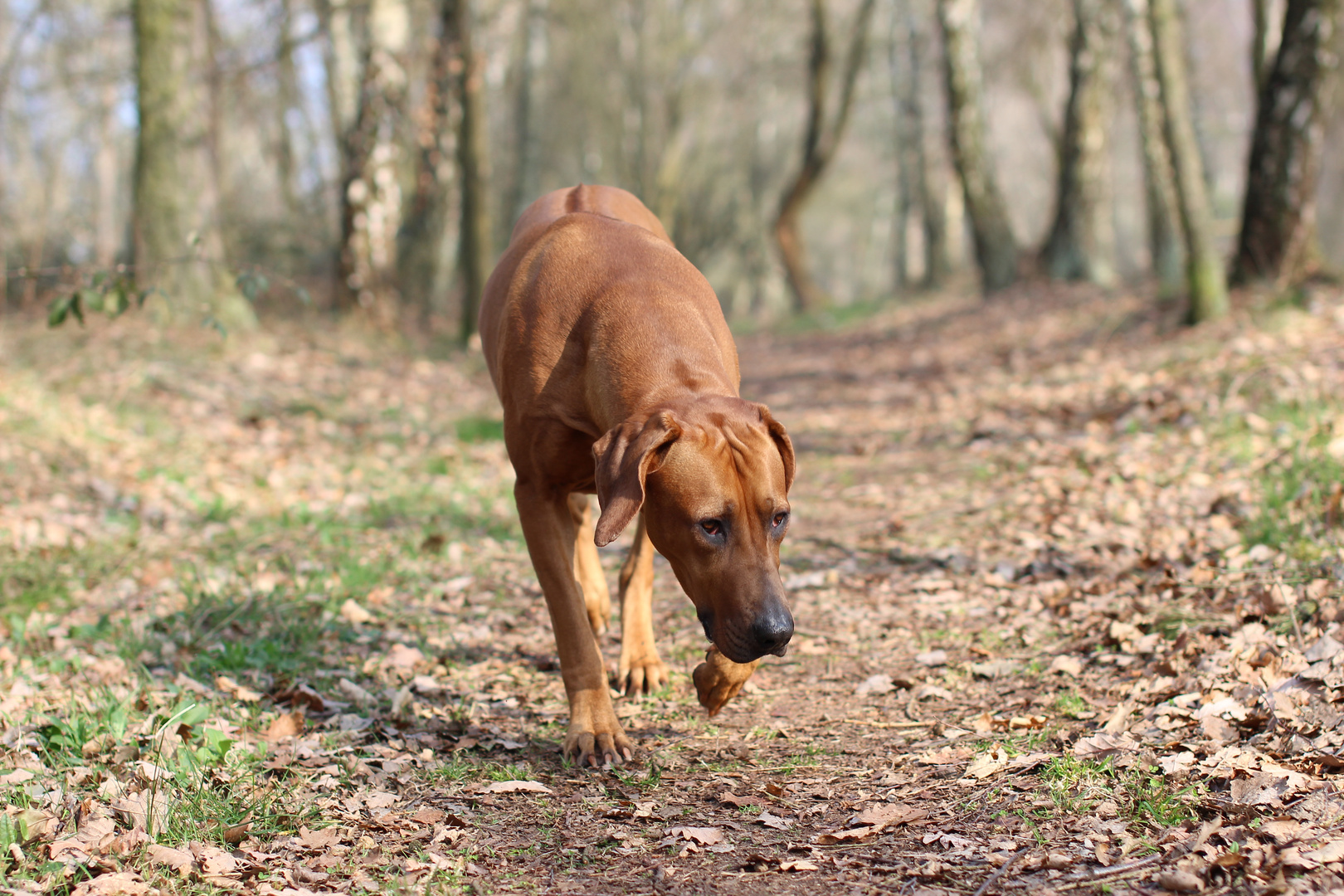 Rhodesian Ridgeback Dog Forest