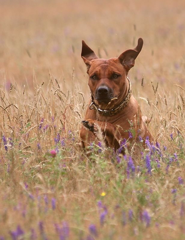 Rhodesian Ridgeback