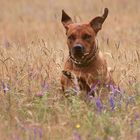 Rhodesian Ridgeback