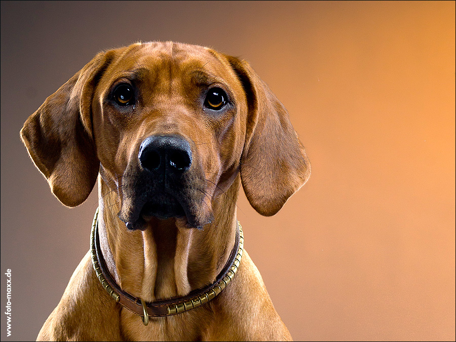 Rhodesian Ridgeback