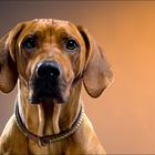 Rhodesian Ridgeback