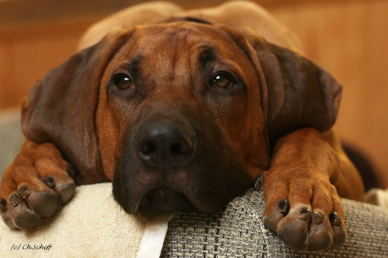 Rhodesian Ridgeback