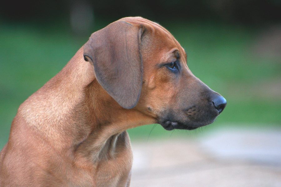 Rhodesian Ridgeback