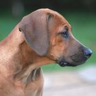 Rhodesian Ridgeback