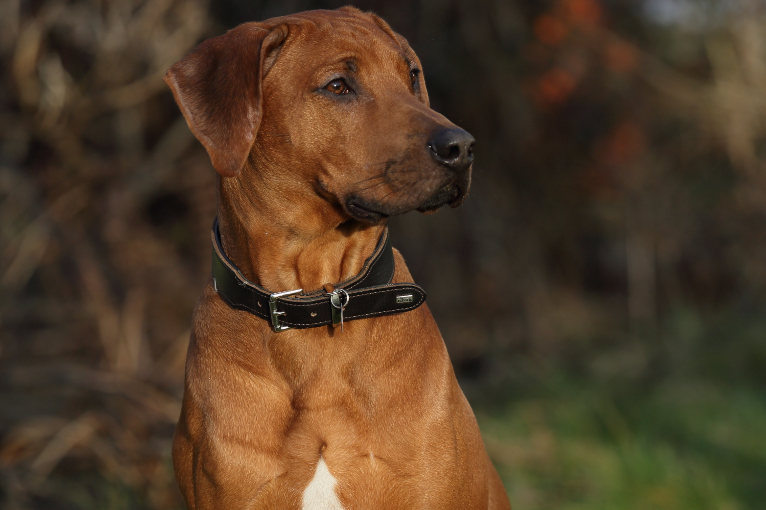 Rhodesian Ridgeback