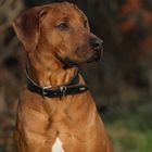 Rhodesian Ridgeback