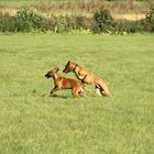 Rhodesian Ridgeback