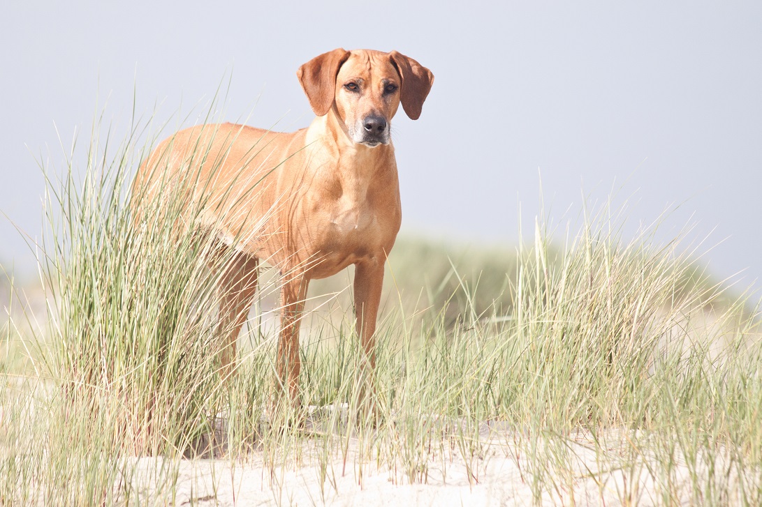 Rhodesian Ridgeback Hündin