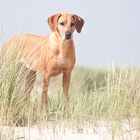 Rhodesian Ridgeback Hündin