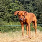 Rhodesian Ridgeback Hündin