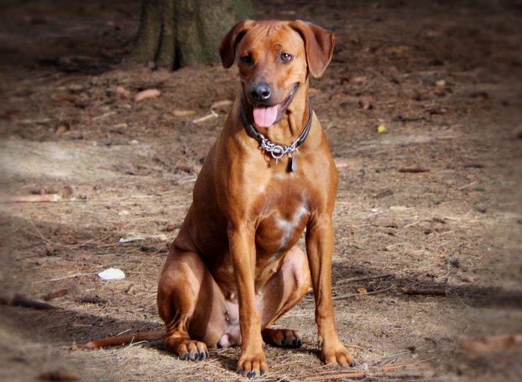 Rhodesian Ridgeback Hündin "Nun bin ich erwachsen"