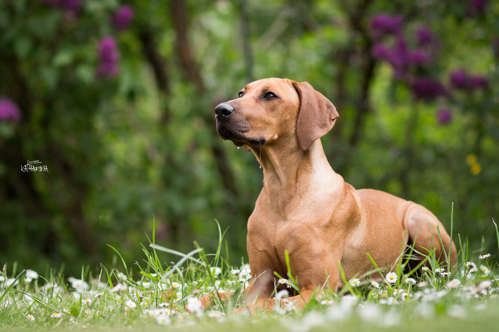 Rhodesian Ridgeback Hündin "Timba"