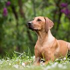 Rhodesian Ridgeback Hündin "Timba"