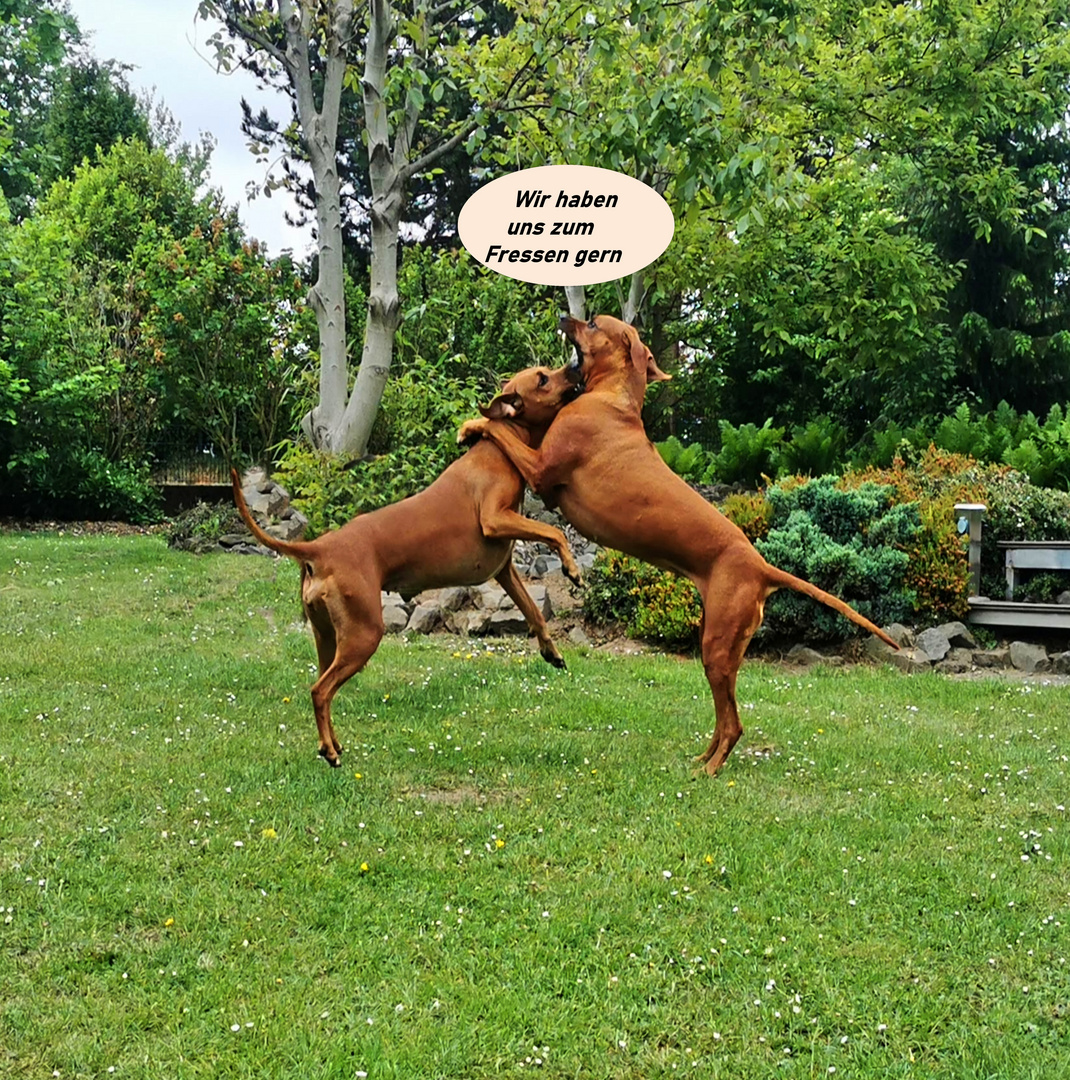 Rhodesian Ridgeback Hündinen wir haben uns zum Fressen gern