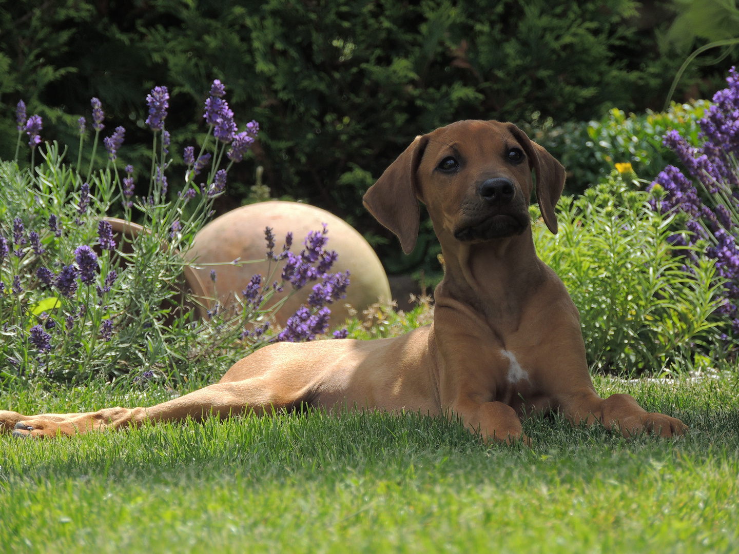 Rhodesian Ridgeback im Garten