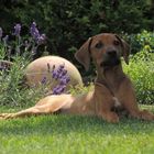 Rhodesian Ridgeback im Garten