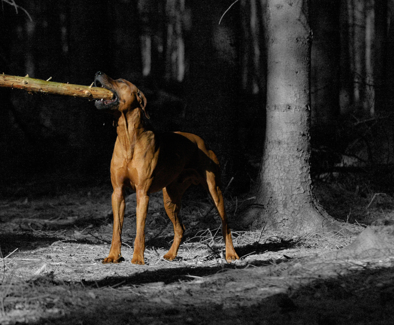 Rhodesian Ridgeback im schwarzen Wald