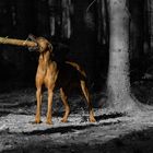 Rhodesian Ridgeback im schwarzen Wald