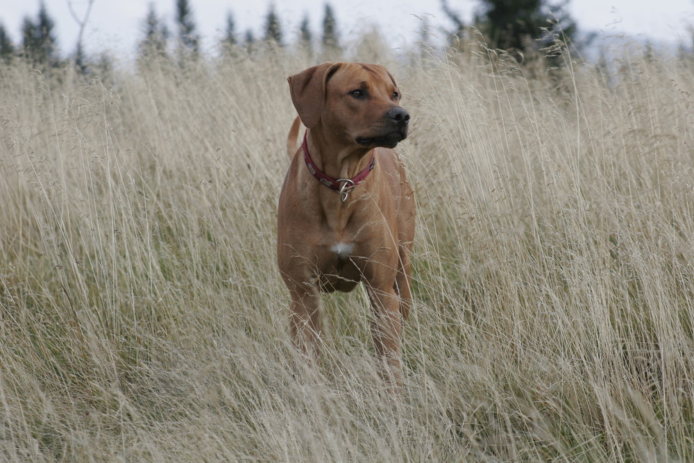 Rhodesian Ridgeback in der Natur