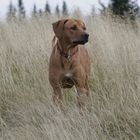 Rhodesian Ridgeback in der Natur