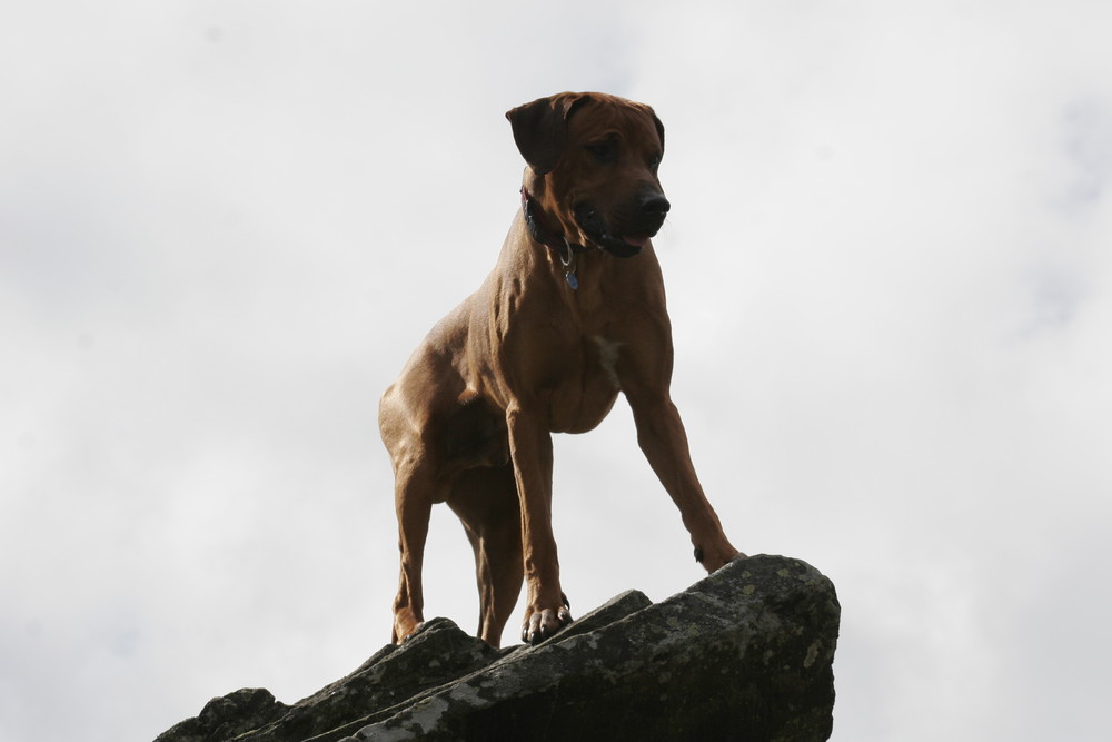 Rhodesian Ridgeback in der Natur (2)