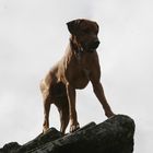 Rhodesian Ridgeback in der Natur (2)