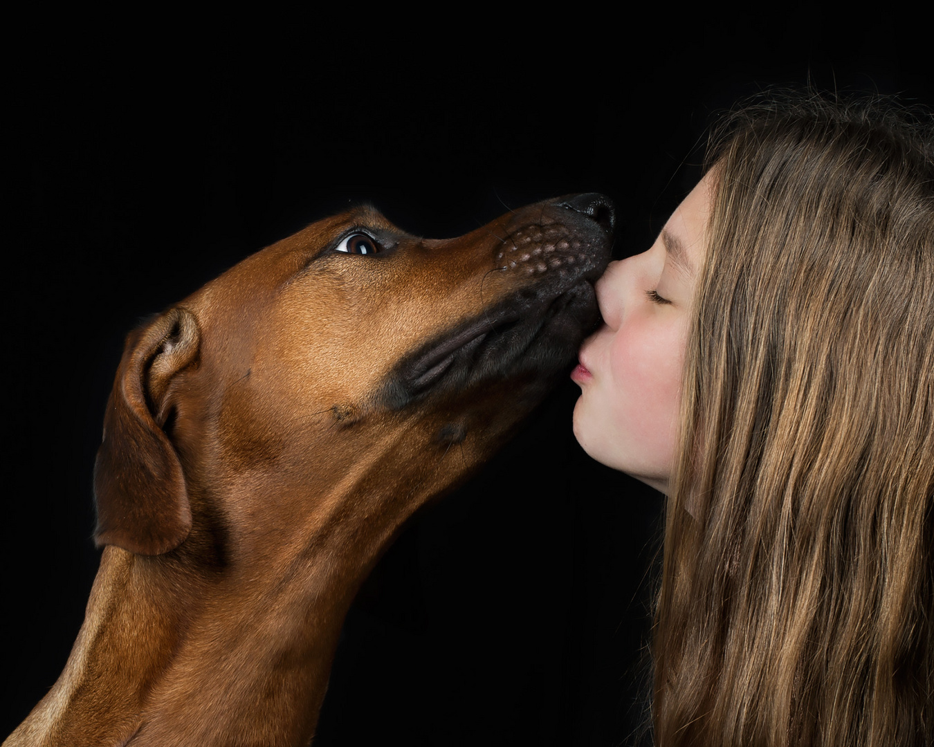 Rhodesian Ridgeback in love