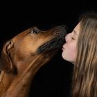 Rhodesian Ridgeback in love