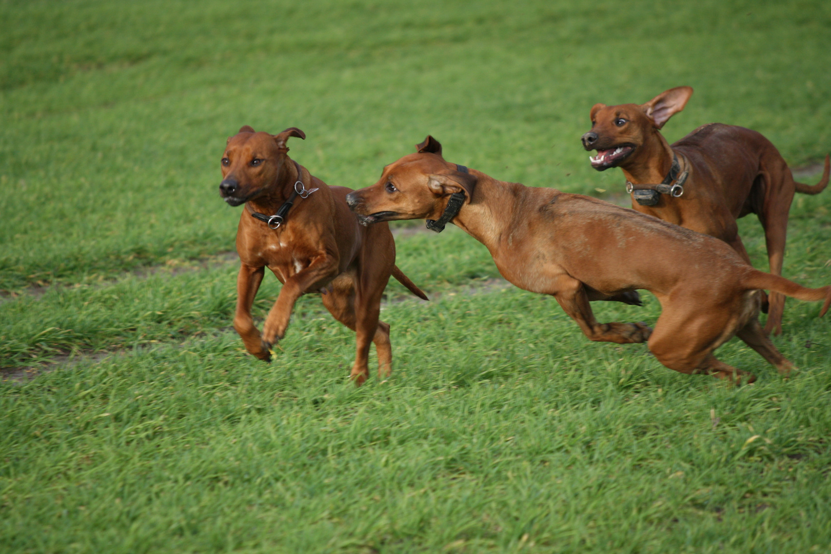 Rhodesian Ridgeback Junghunde