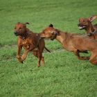 Rhodesian Ridgeback Junghunde