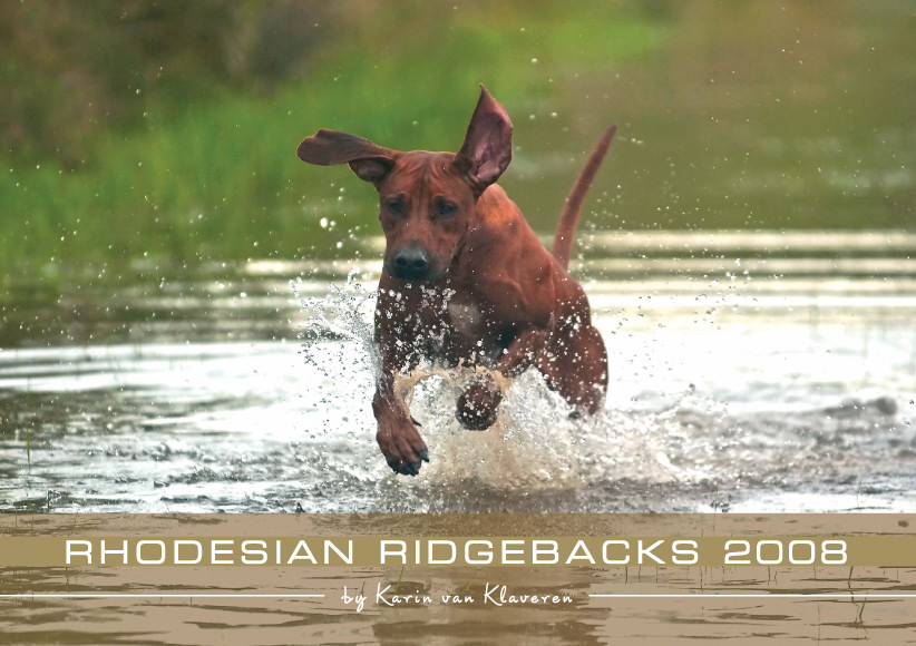 Rhodesian Ridgeback Kalender 2008