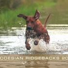 Rhodesian Ridgeback Kalender 2008