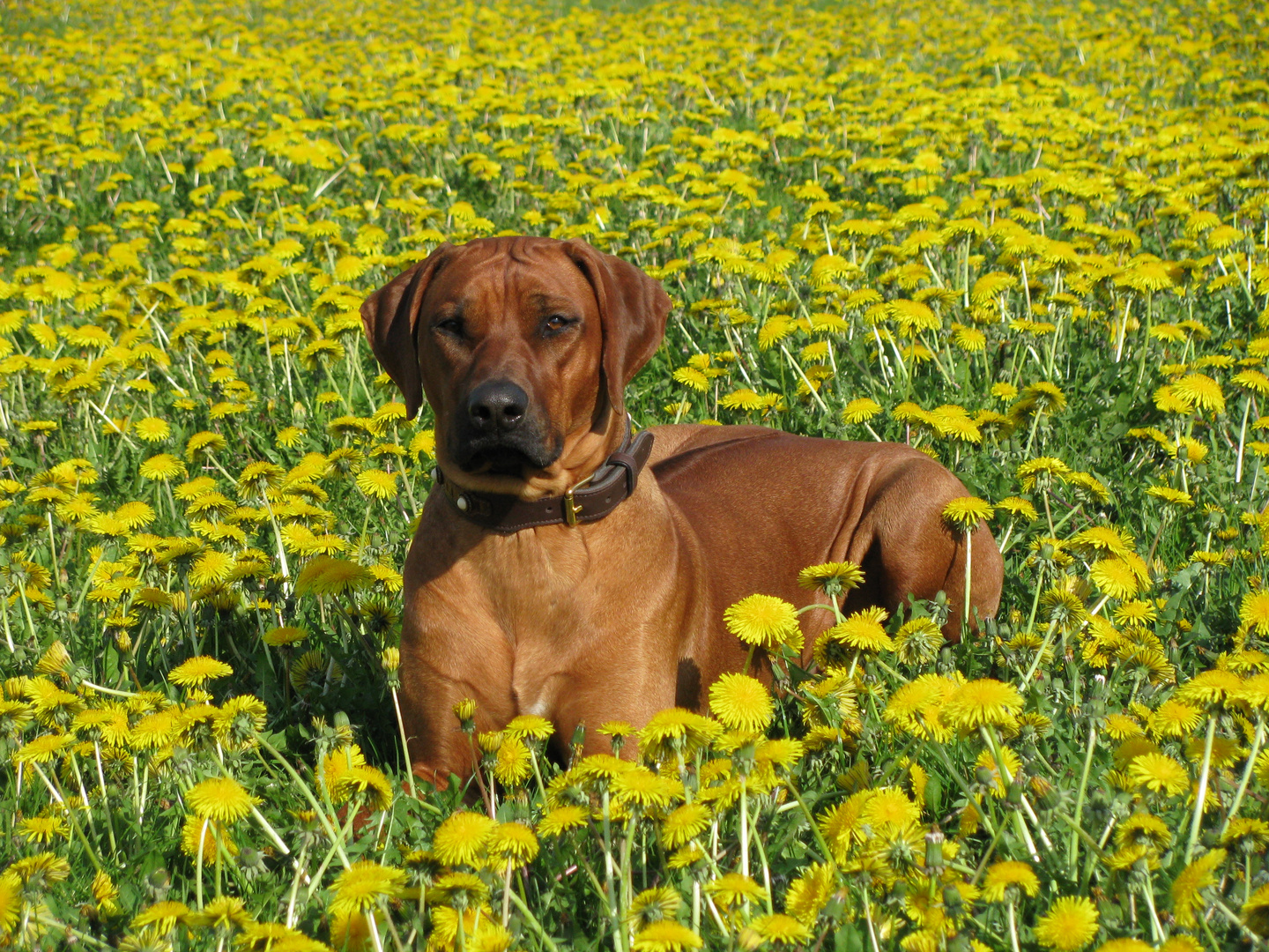 Rhodesian Ridgeback Kennel of Brownridge